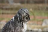 TERRIER DU TIBET 419